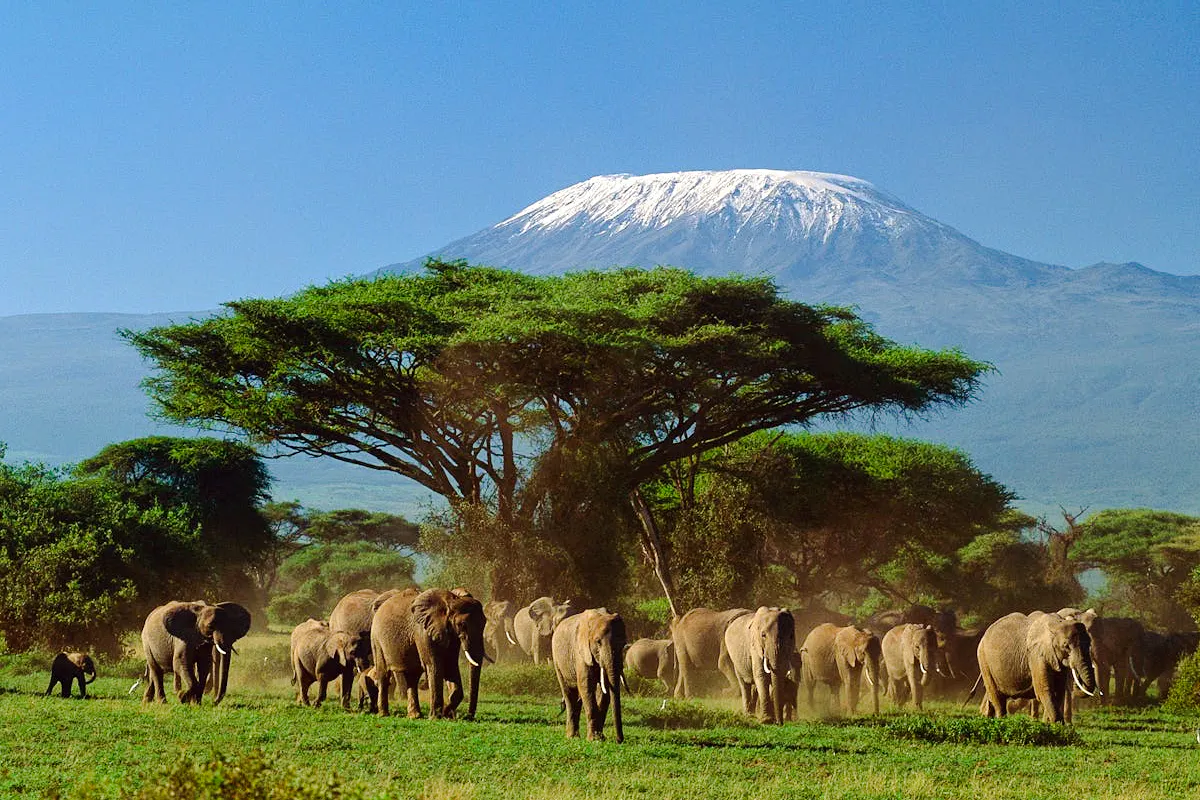 Elephants in Amboseli National Park with Mount Kilimanjaro in the background, Nairobi safari.