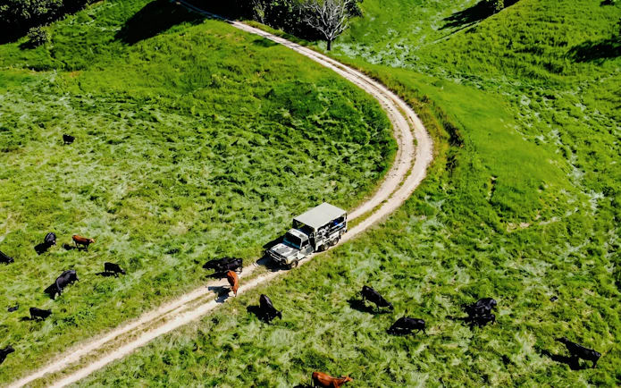 Off-road vehicle on a dirt path through Daintree Rainforest with grazing cattle nearby.