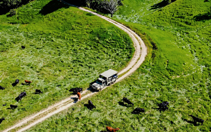 Off-road vehicle on a dirt path through Daintree Rainforest with grazing cattle nearby.