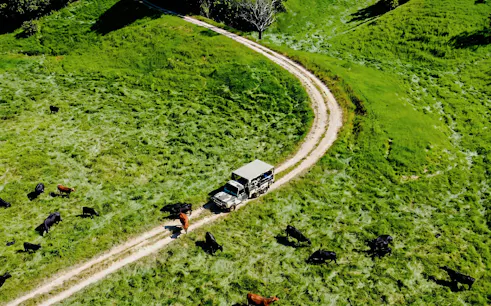 Off-road vehicle on a dirt path through Daintree Rainforest with grazing cattle nearby.