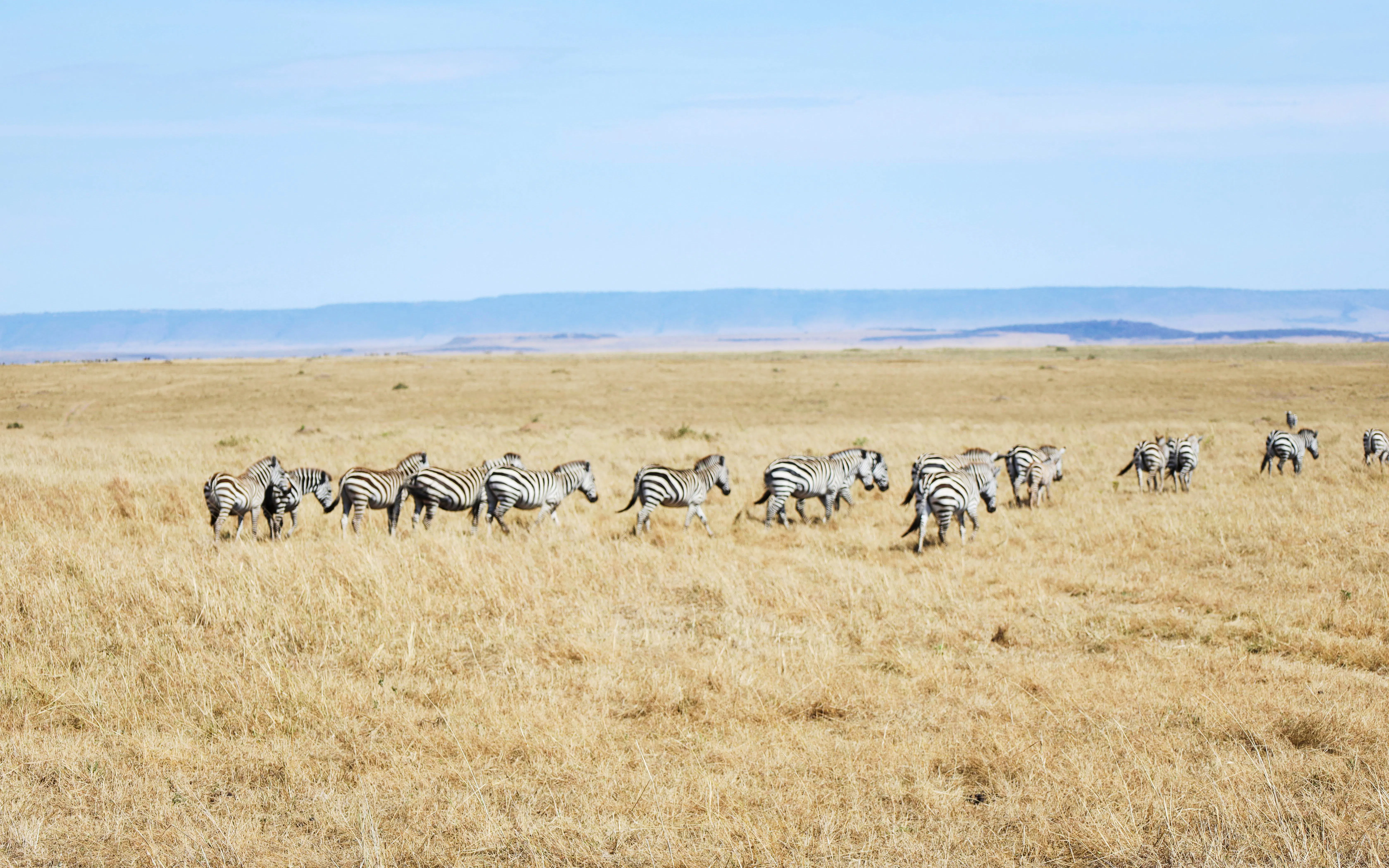 Zebras grazing on the plains of Masai Mara during a safari tour.
