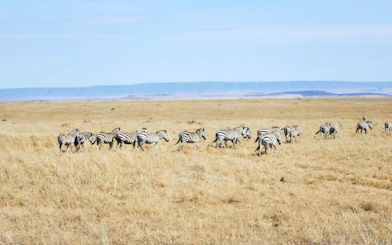 Zebras grazing on the plains of Masai Mara during a safari tour.