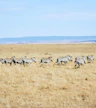 Día 3: Masai Mara