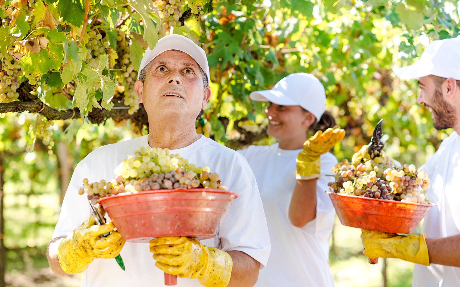 Harvesting grapes in Frascati wine country, Italy.