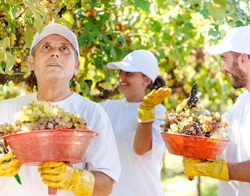 Harvesting grapes in Frascati wine country, Italy.
