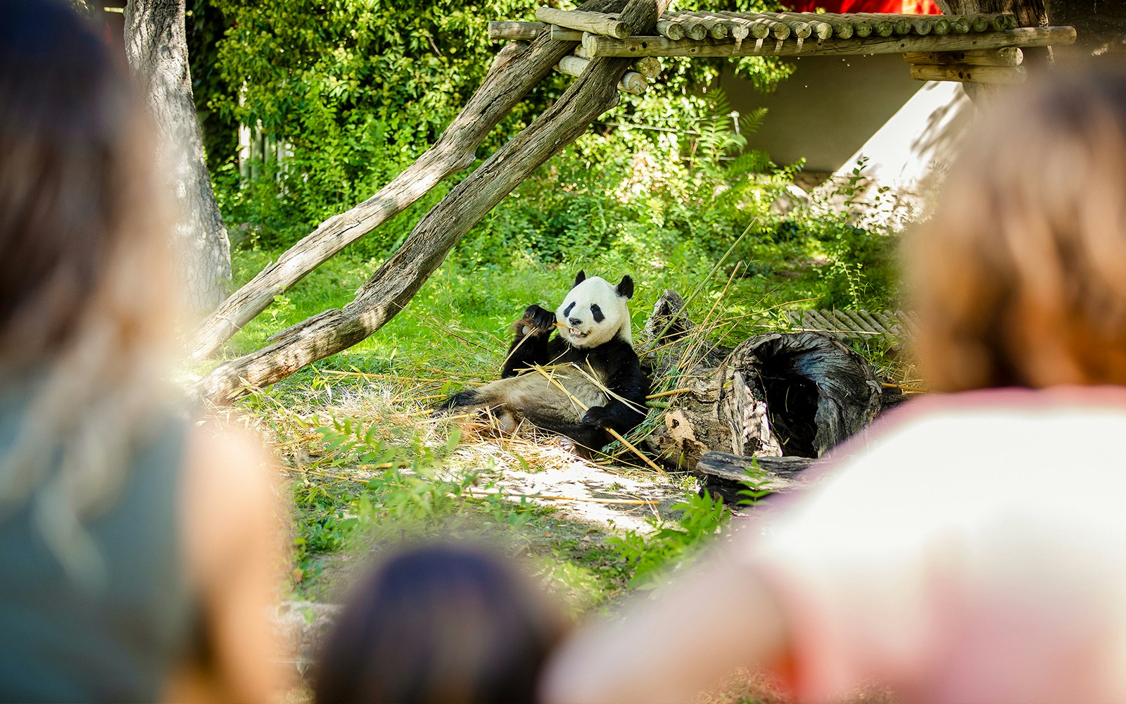 Panda eating bamboo at Madrid Zoo.