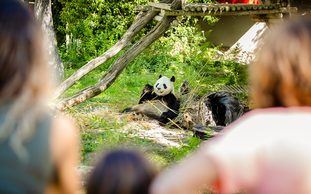 Panda eating bamboo at Madrid Zoo with visitors watching.