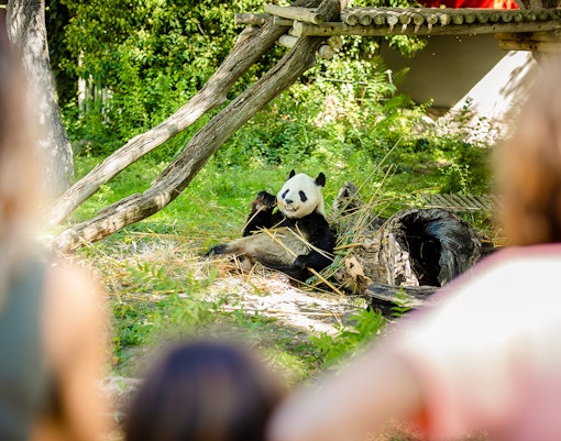 Panda eating bamboo at Madrid Zoo.