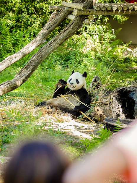 Panda eating bamboo at Madrid Zoo with visitors watching.