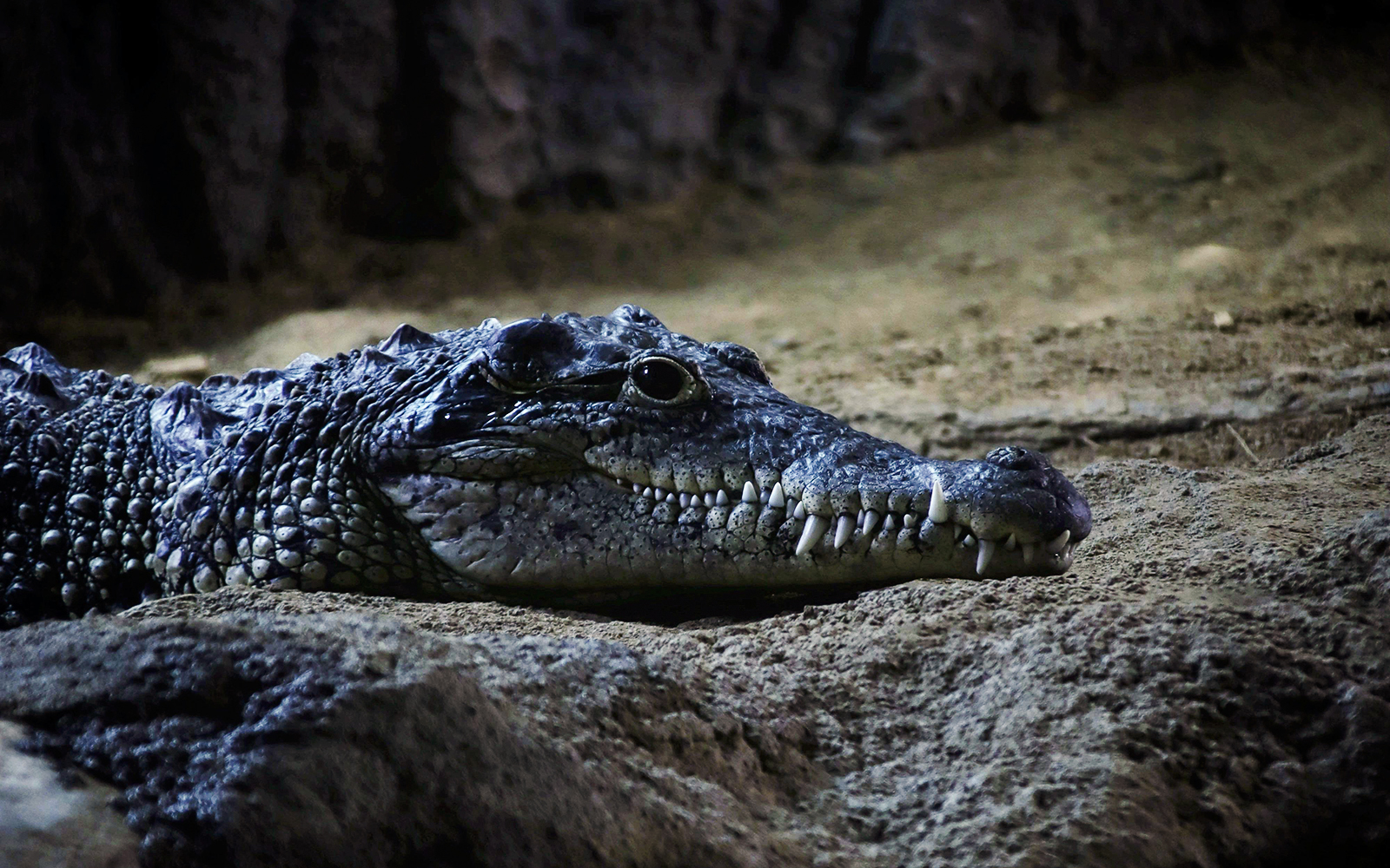 Crocodile resting on sandy ground in a natural habitat.