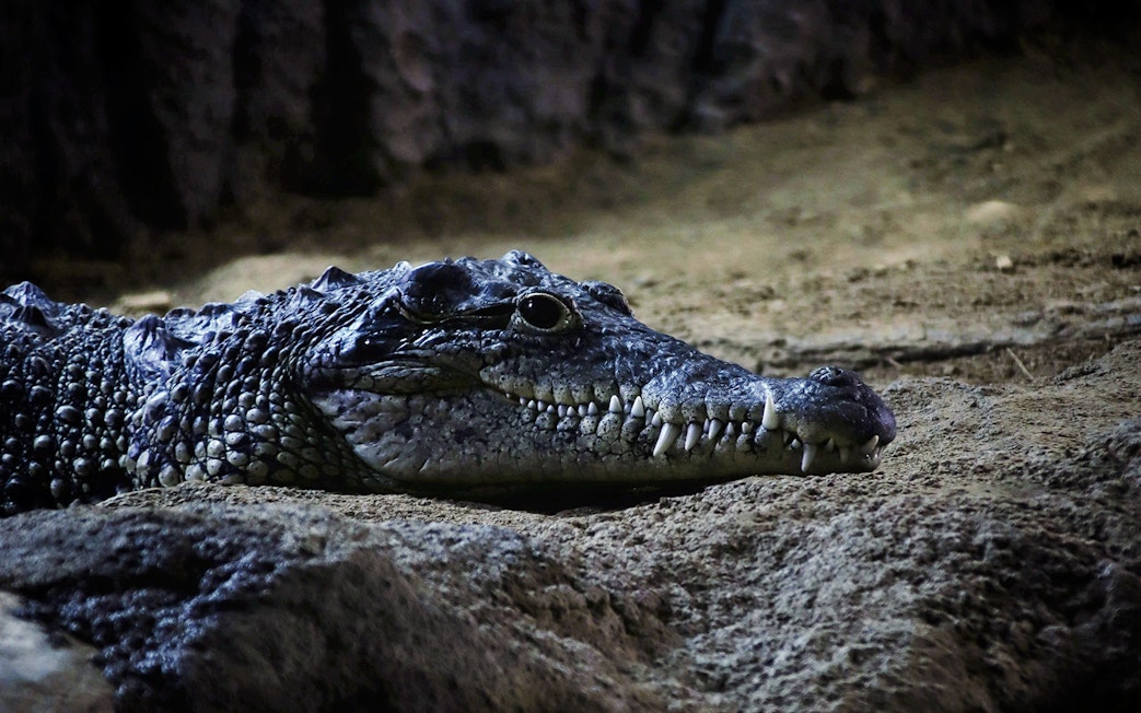 Crocodile resting on sandy ground in a natural habitat.