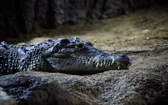 Crocodile resting on sandy ground in a natural habitat.