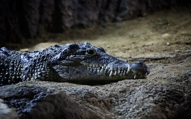 Crocodile resting on sandy ground in a natural habitat.