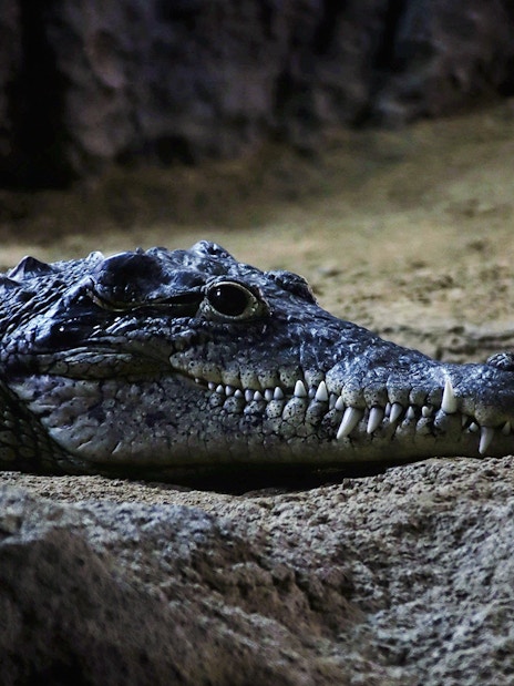 Crocodile resting on sandy ground in a natural habitat.