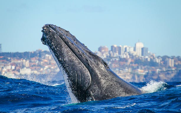 Whale breaching near Sydney with city skyline in the background.
