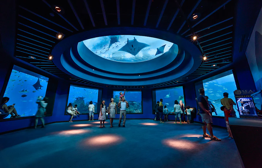 Visitors observing marine life at S.E.A. Aquarium, with manta rays swimming overhead.