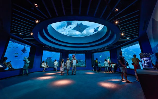 Visitors observing marine life at S.E.A. Aquarium, with manta rays swimming overhead.