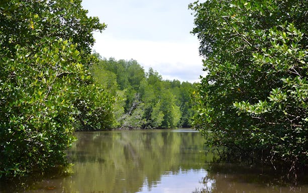 Mangrove trees lining a calm river on the Kawa Kawa Fireflies & Sunset Cruise Night Tour.