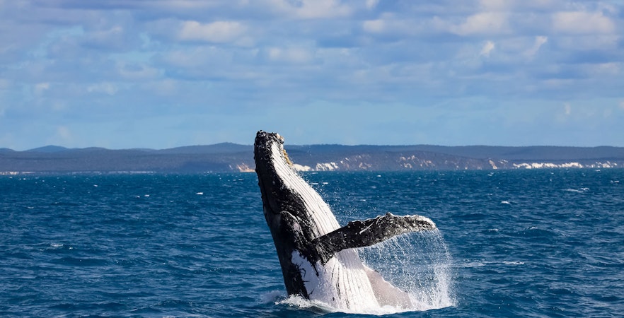 Walvissen kijken in Hervey Bay