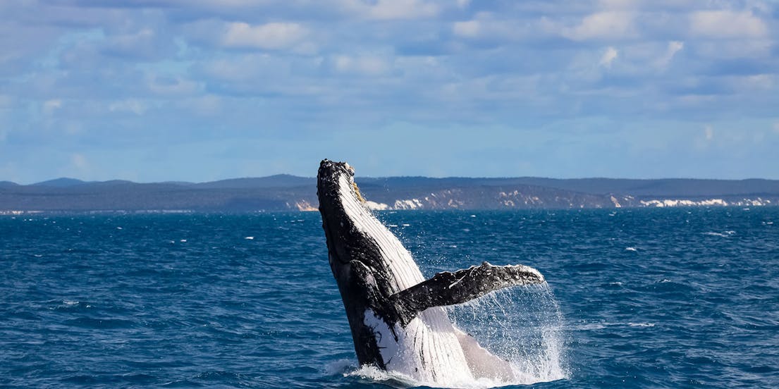 Hervey Bay Whale Watching