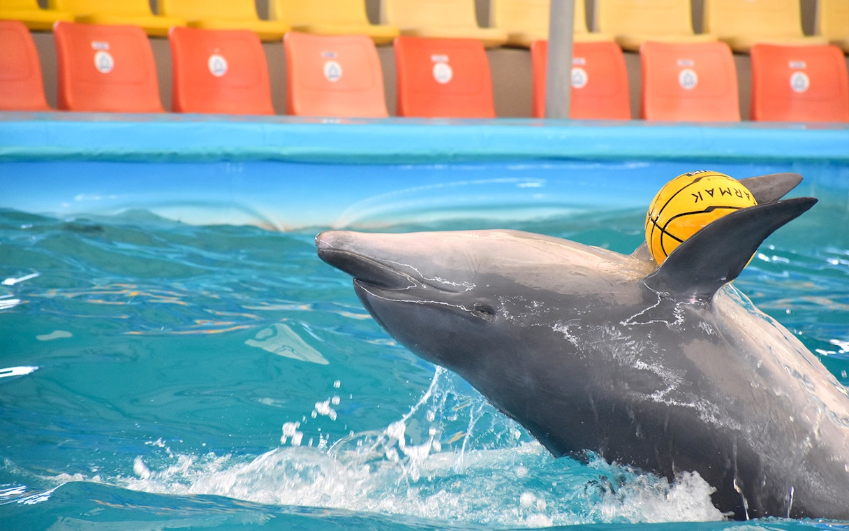 Dolphin playing with a ball at Phuket Dolphin Show, Thailand.