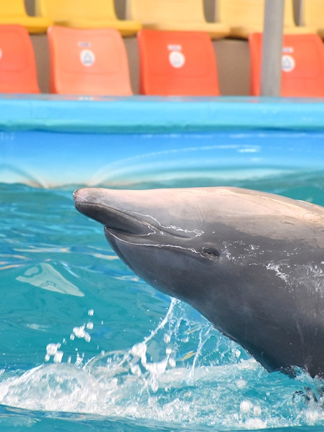 Dolphin playing with a ball at Phuket Dolphin Show, Thailand.