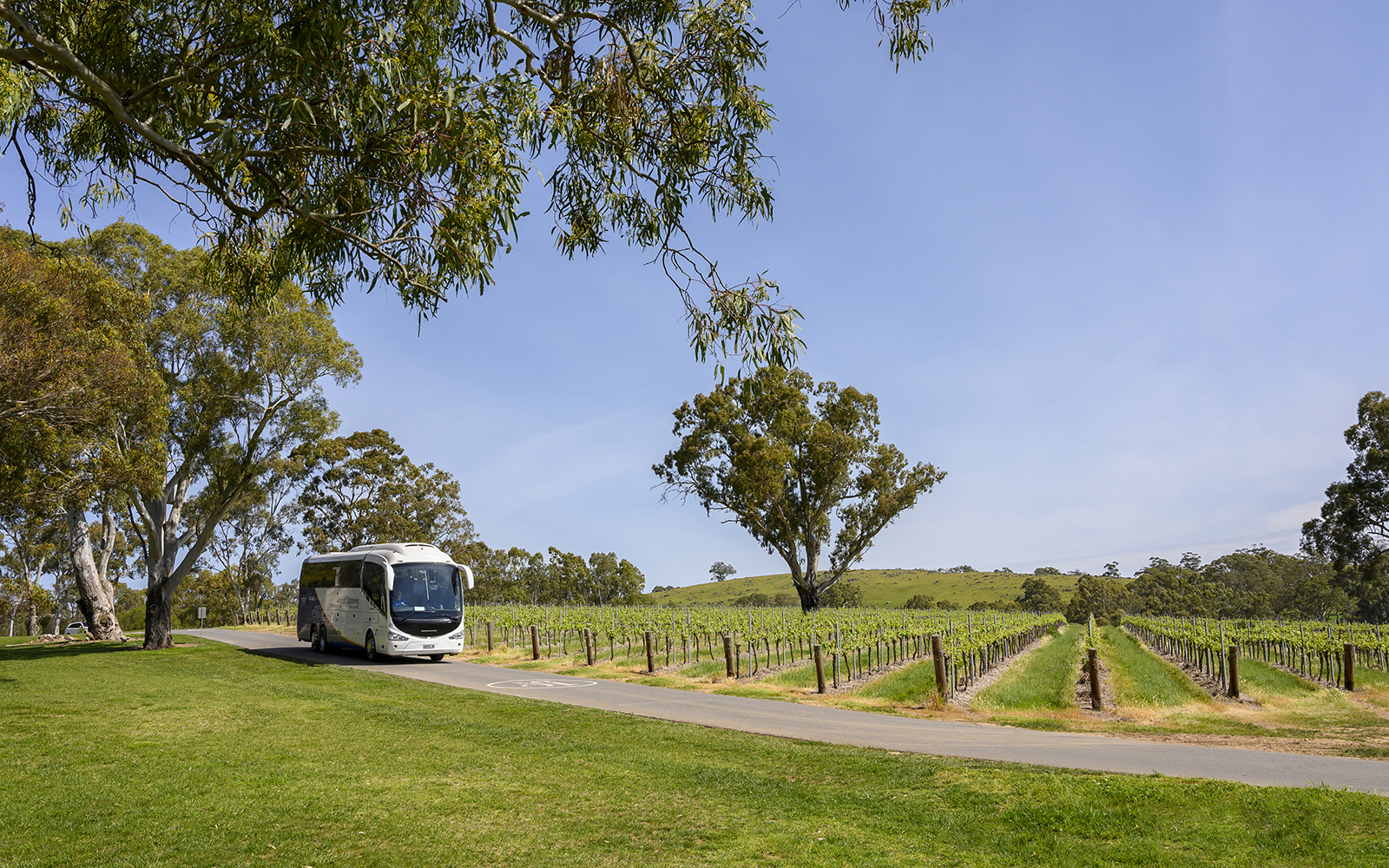 Tour bus driving through Barossa Valley vineyard, Australia.