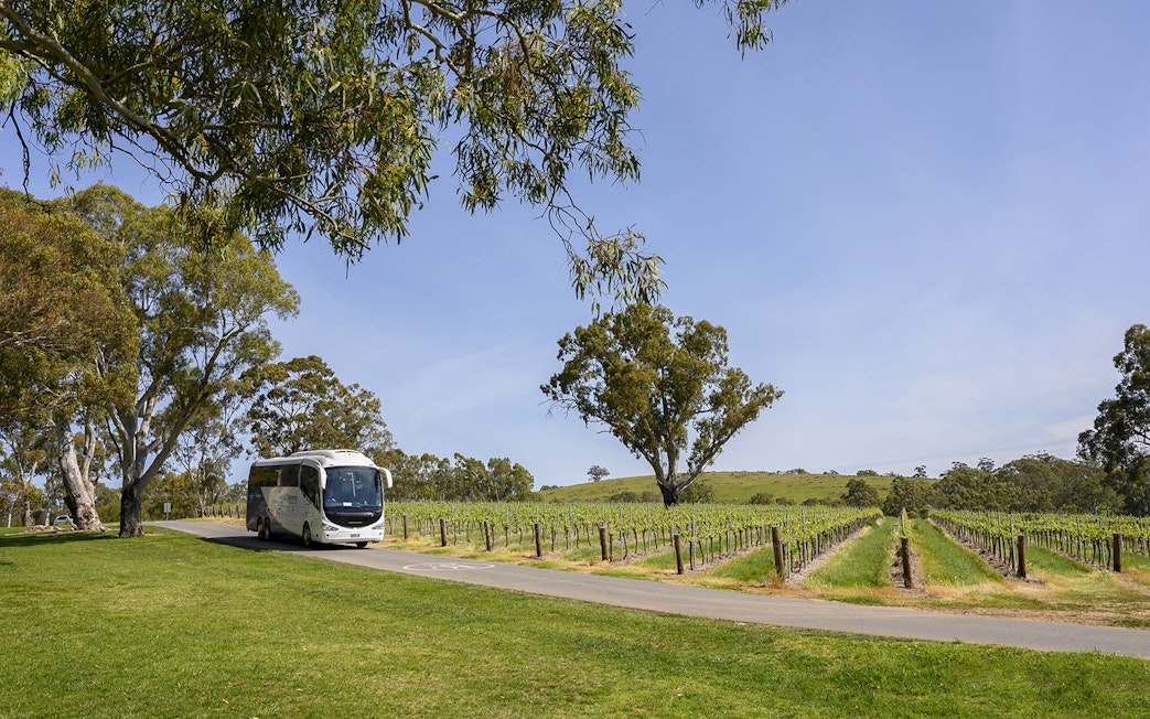 Tour bus driving through Barossa Valley vineyard, Australia.