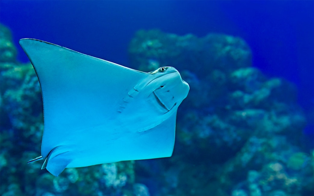 Stingray swimming at SEA LIFE Melbourne Aquarium.