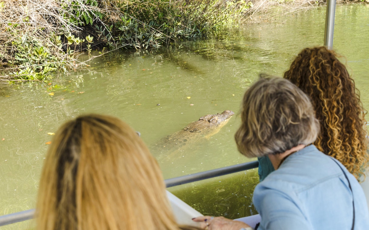 Tourists observing a crocodile in the water during Billy Tea Safaris, Daintree & Cape Tribulation.