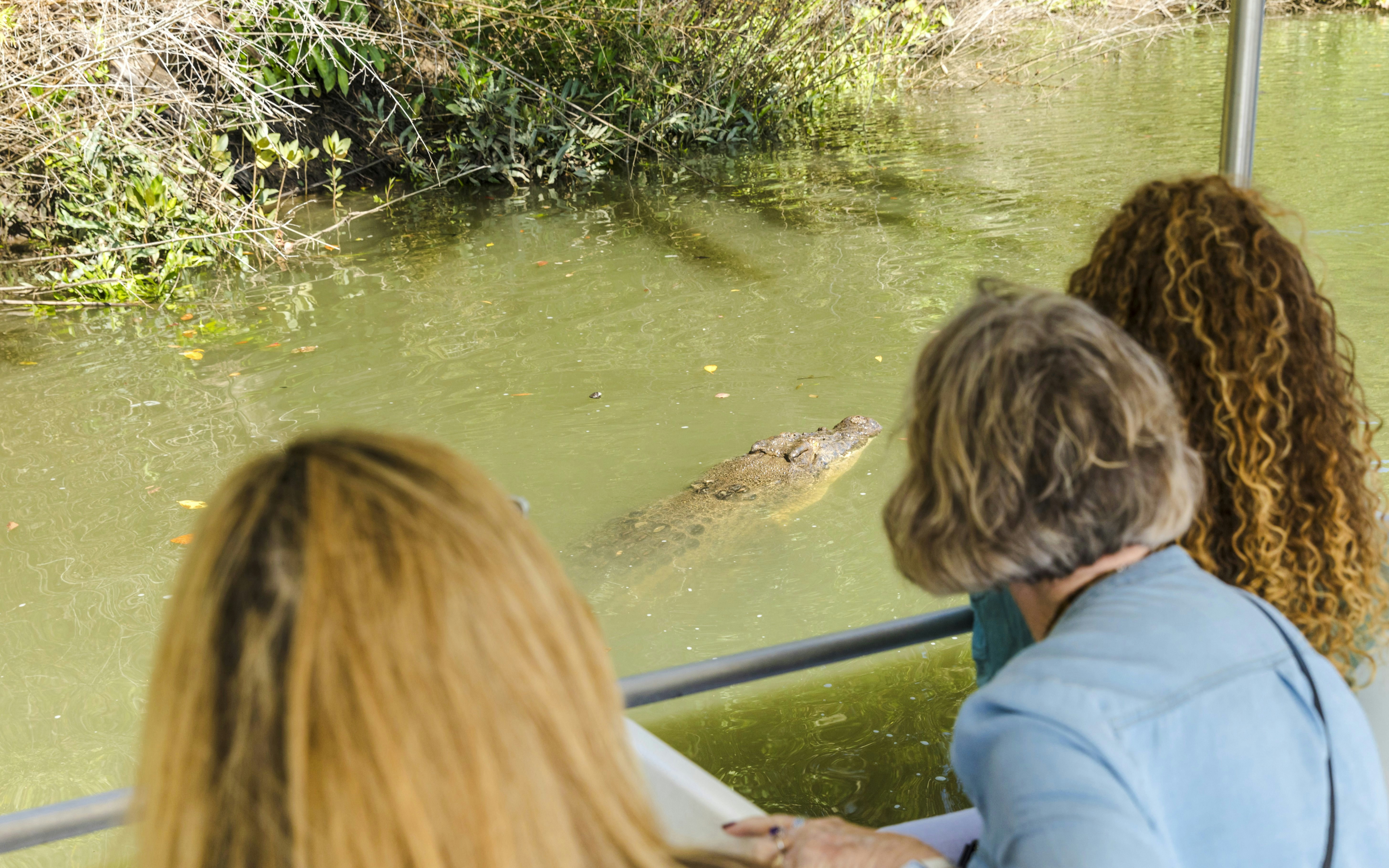 Tourists observing a crocodile in the water during Billy Tea Safaris, Daintree & Cape Tribulation.