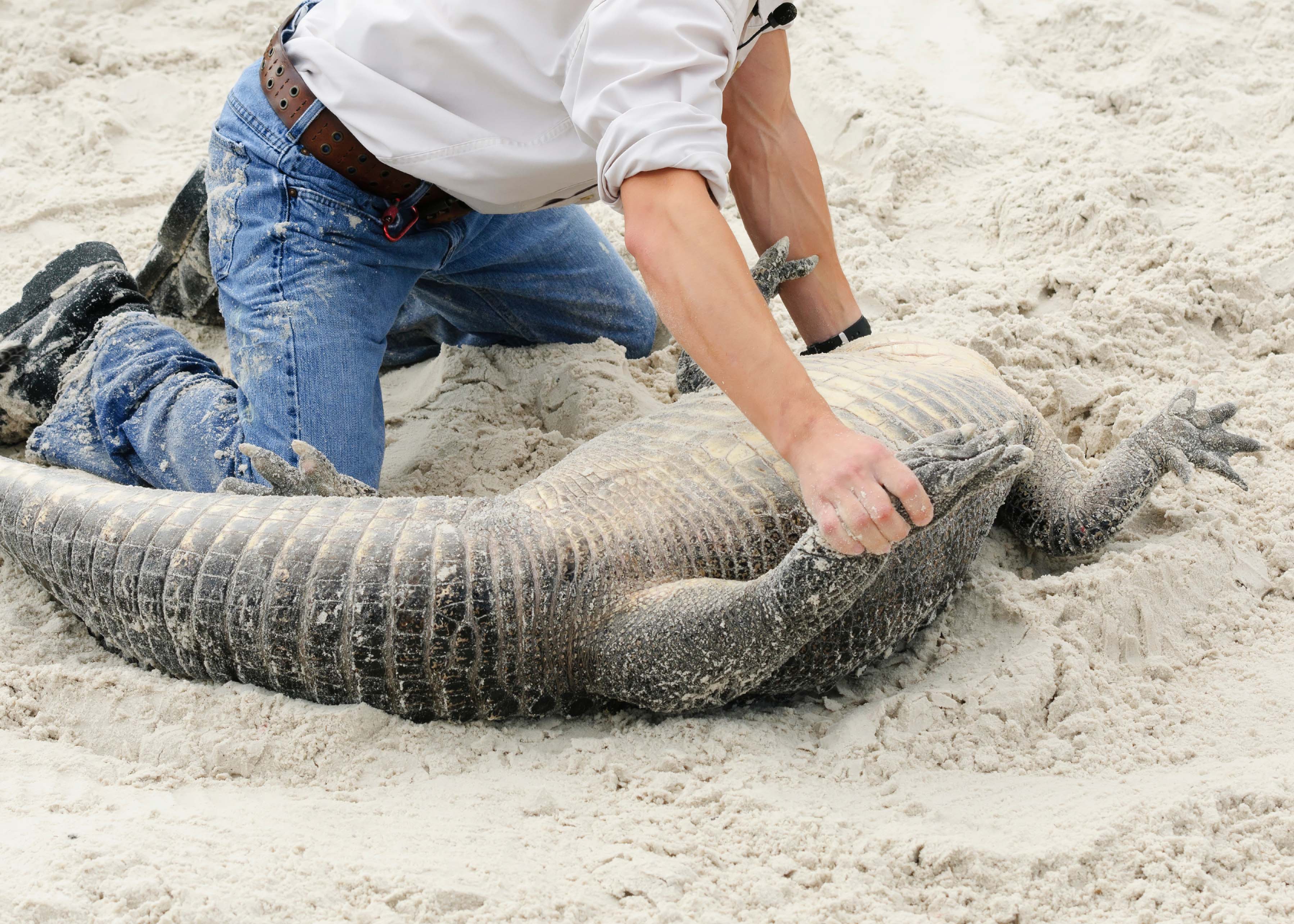 Gatorland Attractions
