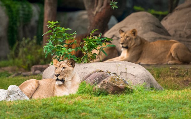 Lions resting on rocks at Houston Zoo, part of the Houston CityPASS® attractions.