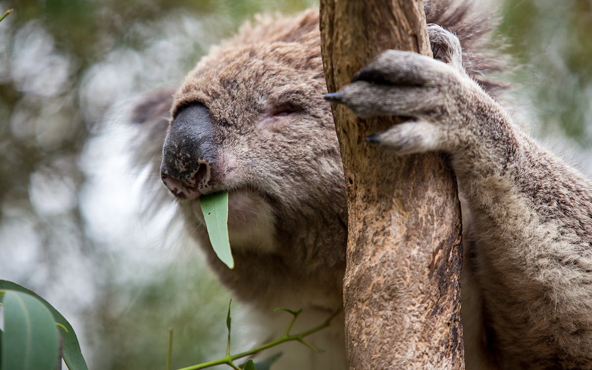 tickets to koala conservation reserve in phillip island-6 tickets to koala conservation reserve in phillip island-6