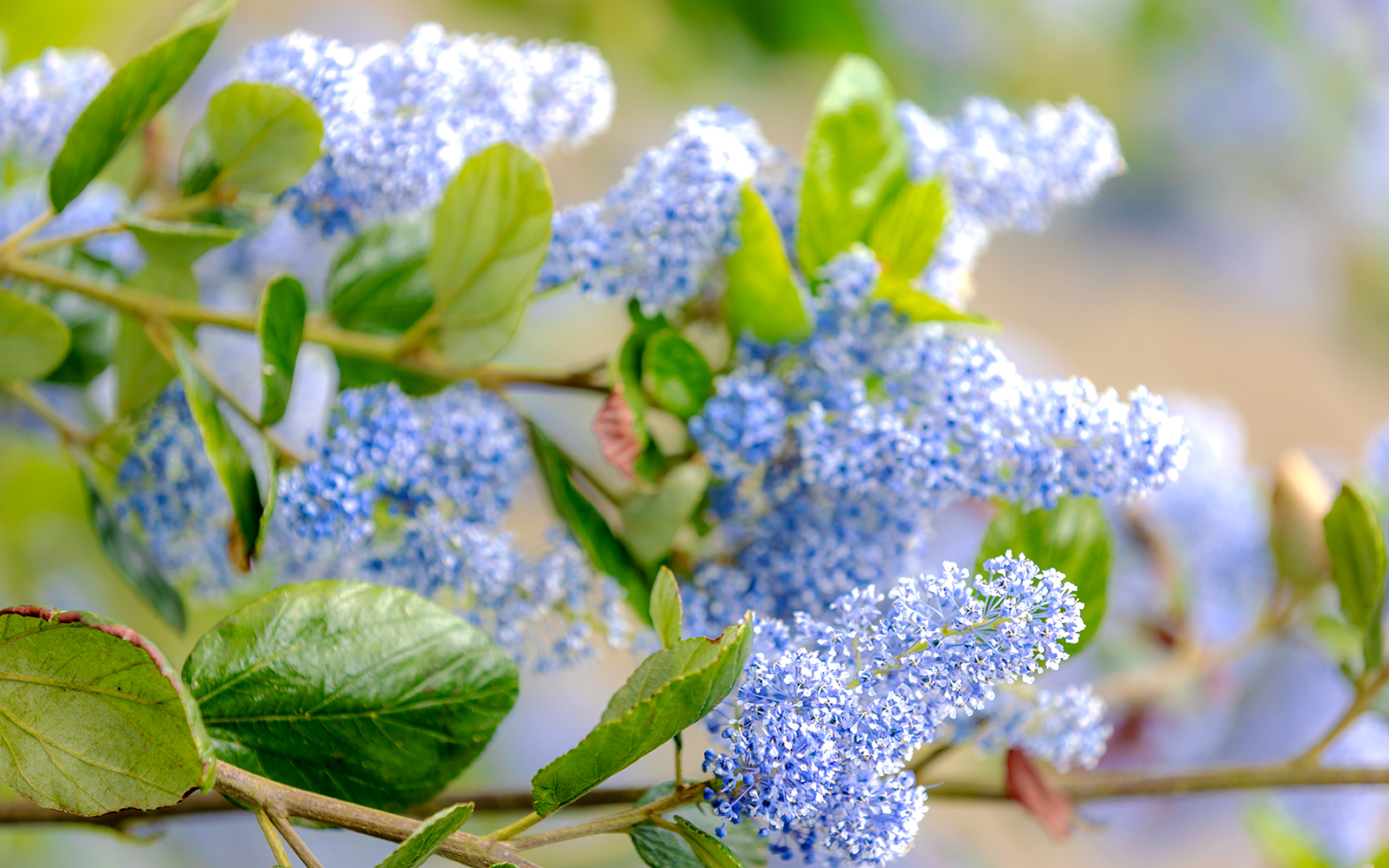 Centennial Lilac Garden with blooming lilacs and view of Niagara Falls in March.