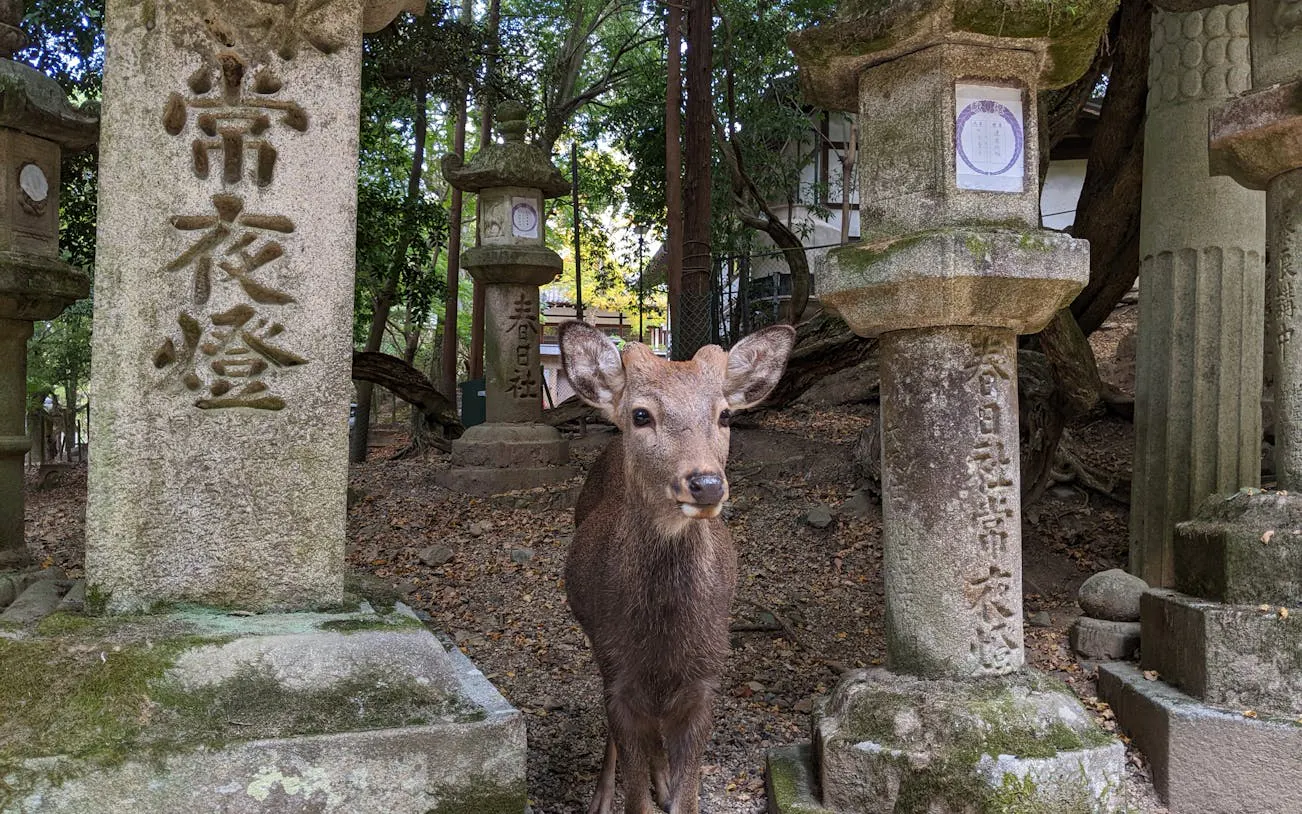 nara private family e-bike tour with lunch and child seats included-6