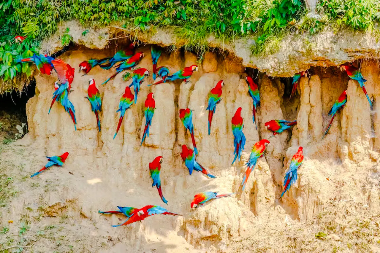 from cusco: 5-day manu national park amazon wildlife tour-7