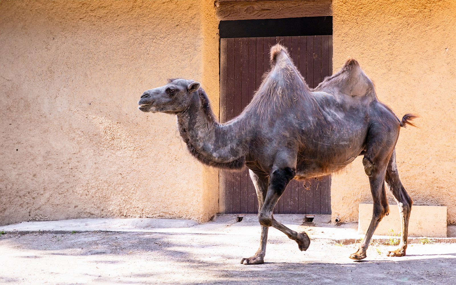 Camel at Rome Bioparco during 48-hour hop-on hop-off tour.