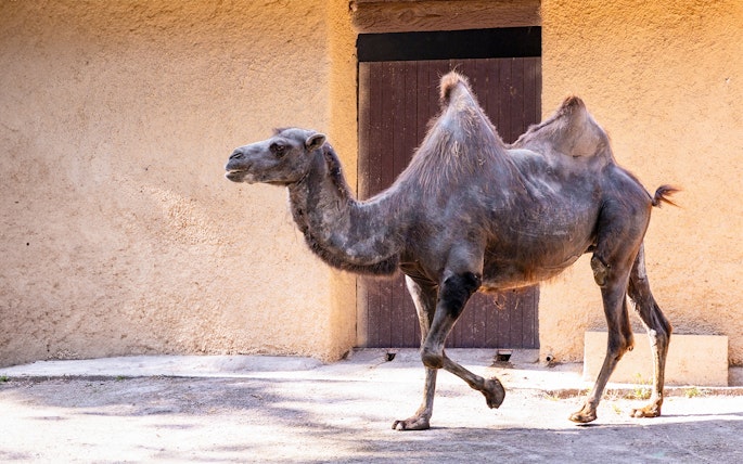 Camel at Rome Bioparco during 48-hour hop-on hop-off tour.