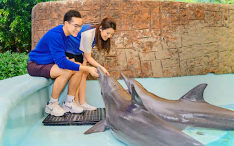 Tourists feeding dolphins at a marine attraction.