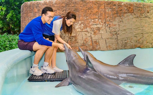 Tourists feeding dolphins at a marine attraction.