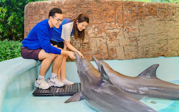 Tourists interacting with dolphins at a marine park in Cancun, Mexico.