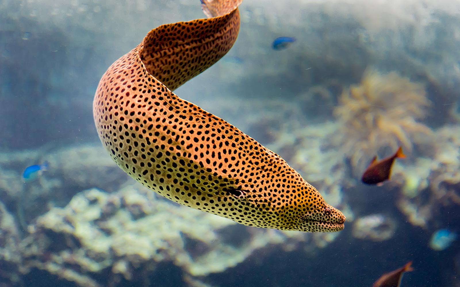 Mediterranean Moray