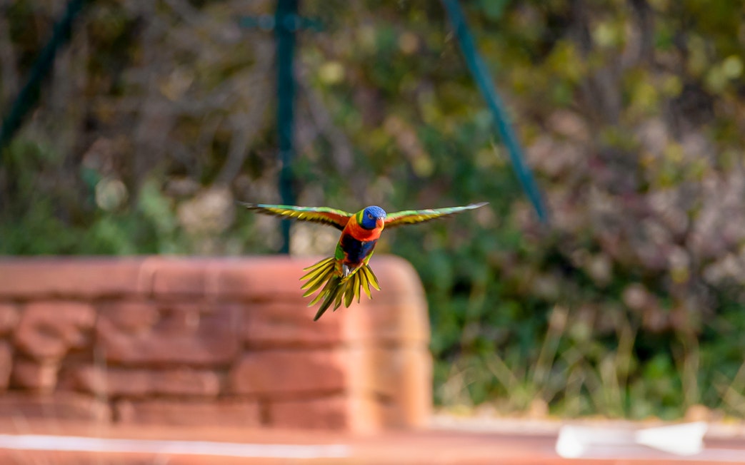 Rainbow Loris flying at the exotic bird exhibition, Madrid Zoo.