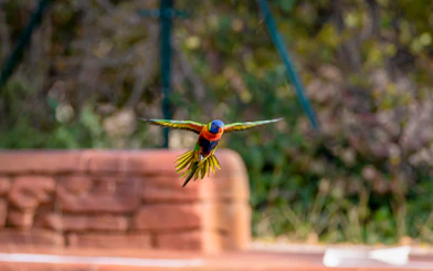 Rainbow Loris flying at the exotic bird exhibition, Madrid Zoo.