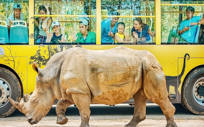 Rhino walking past a safari bus with tourists at Vinpearl Safari.