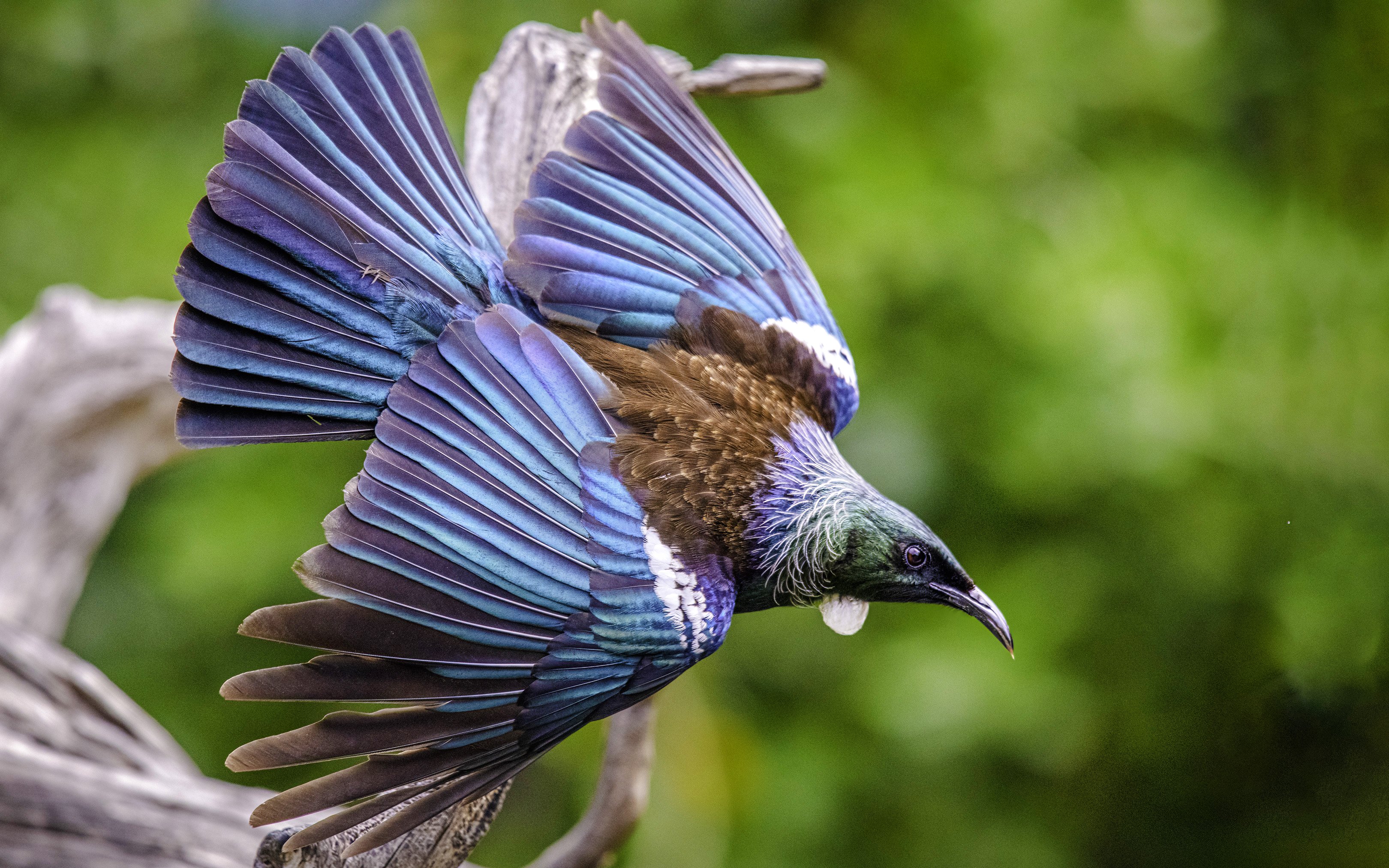 Tui bird in flight on Tiritiri Matangi Island, New Zealand.