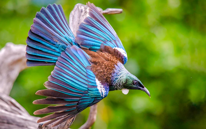Tui bird in flight on Tiritiri Matangi Island, New Zealand.