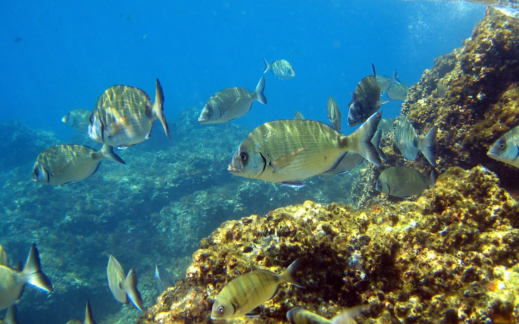 White seabream swimming near rocky seabed in clear blue water.