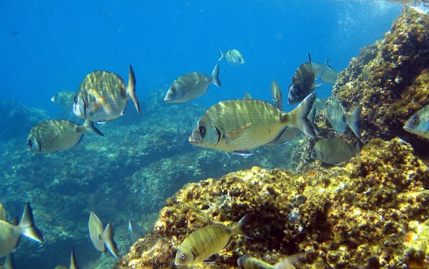 White seabream swimming near rocky seabed in clear blue water.